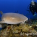 shark_nurse_bc2_jar_h_0673_cub0922.jpg